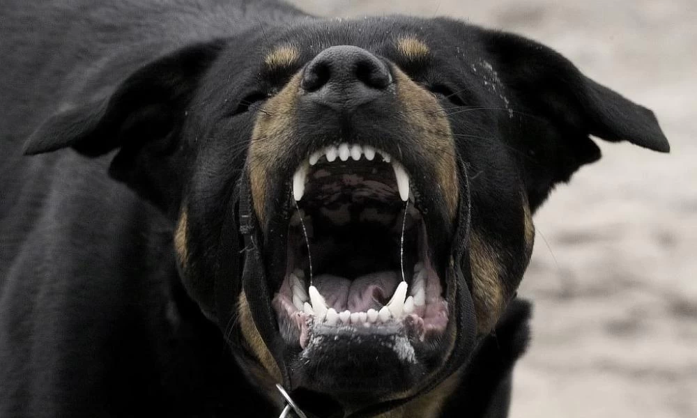 Μήνυση κατά παντός υπευθύνου για το θάνατο 65χρονου που πέθανε από επίθεση σκύλων